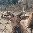 성환엘크사슴농장 이미지