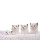 랙돌캐터리 아이돌스 전주고양이분양 이미지