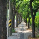 계산동 메타세콰이어 이미지