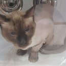 이쁘냥 고양이미용실 서대문점 이미지