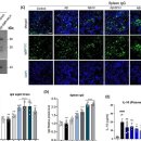 알츠하이머병 예방 및 치료 동시 가능한 백신, 세계 최초로 한국에서 개발!! 이미지