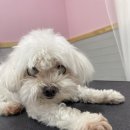 털뭉치이발소 이미지