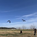 전북야생동물구조관리센터 | 전북야생동물구조관리센터, 멸종위기종 독수리 구조·치료 자연 방사