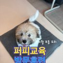 퍼피스타일 | 안양퍼피훈련 퍼피방문훈련 퍼피산책훈련 찾으신다면!