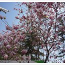 평촌고등학교 앞 이미지