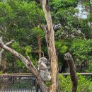 (주)젤리버스 | 흐린날 가기 좋은 시드니 동물원 타롱가주 입장권, 가는 법, 실제 후기
