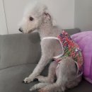 똘비펜션 | 블챌 주간일기 챌린지 :: 8월 2주차