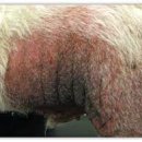 에이스동물병원 이미지