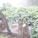 영동 해피 팜 이미지