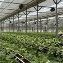 김진성농장 이미지