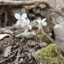 변산고을 이미지