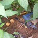 은행나무펜션 이미지