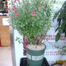 아라애쌈밥 | 함안 맛집 아라애연잎장어 함안악양둑방길에서 10분거리 건강밥상