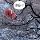 코리아골프빌리지 대우그린카운티 | 용인 벚꽃 맛집🌸 골드CC/ 코리아CC 벚꽃