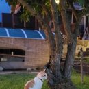 팝콘하우스펜션2 | 혼펜 후기 (프립) 청평 1박2일 | 팝콘하우스 펜션 불멍·바베큐·위스키바