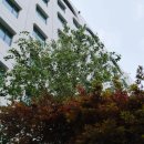 아산병원 (동관뒤) 이미지