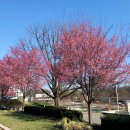 Blossom for you 이미지