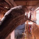 장생포고래박물관 이미지