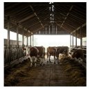 광원축산 이미지