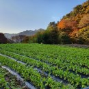 친절한 초봄씨 | [합천] 해인사 근처 카페 다 뿌셔본(?) 후기 1탄 : 커피맛도 좀,, 신경써주이소,,