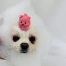 구미산동 애견미용 눈부시개 이미지