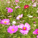 하루정원 | 2025 대구정원박람회 하중도 축제 개최 하루 전 다녀온 후기