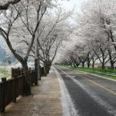봄길 이미지