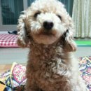 까비애견 이미지