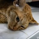 이개내고양이 이미지