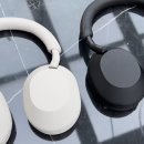 Beauty in Dog's 이미지