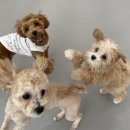 놀러오개 애견유치원 애견호텔 동대문점 이미지