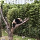 에버랜드- 중국의 보물 판다(Panda) 이미지