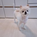 와니펫싸롱 이미지