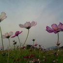 코스모스 이미지