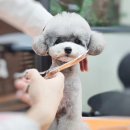 메종VIP203 이미지