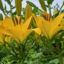 대길농장 이미지