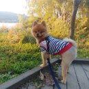 한강펫케어센터 이미지