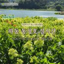 자연호 | 경남 하동 동정호 목수국 실시간 방문 후기, 이번 주말부터 가세요