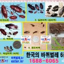종로-종로-종로-종-062 | 바퀴벌레 퇴치법! 종류를 찾아 퇴치하거나 막아야 한다
