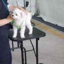 고니미미 이미지