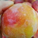 시골청과 이미지