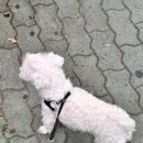 댕이쌀롱 이미지