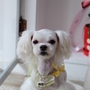 늘안아줄개 이미지