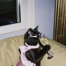 쏘주카페 이미지