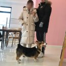 펫스토리 수가 이미지