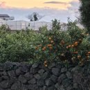 각이진별 이미지