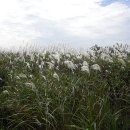 을숙도 생태공원 이미지