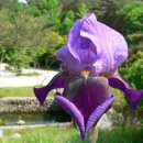 아이리스(iris)