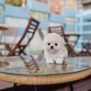 프리미엄 켄넬 | 동탄강아지 클라씨퍼피, 15년 경력 전문가가 직접 관리하는 건강한 프리미엄 반려견샵 방문 후기