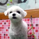 펫시스터즈 이미지